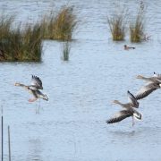 Bird center_Gansos