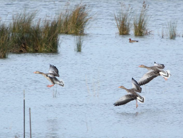 Bird center_Gansos