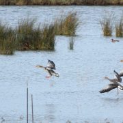 Aves Bird Center