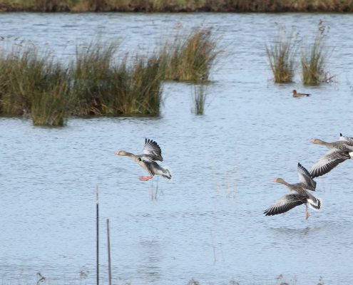 Aves Bird Center