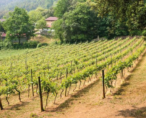 Bodega Amuniategui
