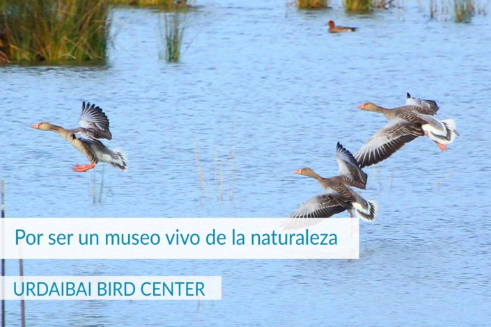 bird center