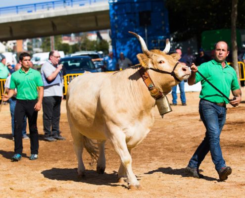 feria ganado