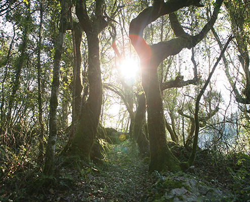 Cantabrian Holm Oak Wood