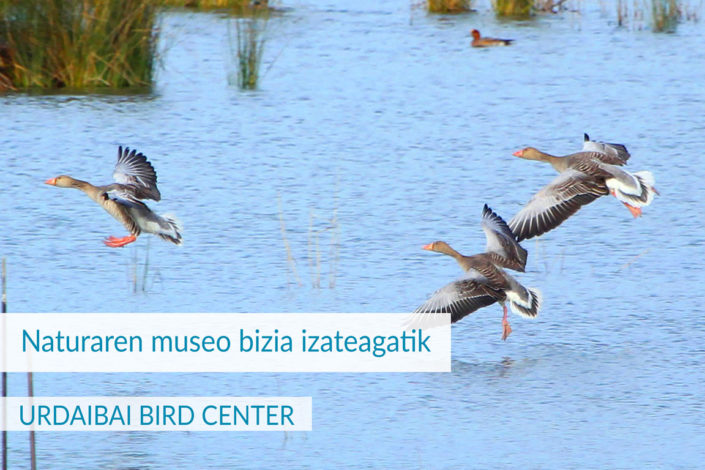 URDAIBAI BIRD CENTER