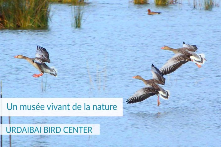 BIRD CENTER